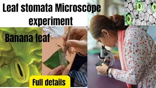 Leaf stomata Microscope experiment  monocot leaf  banana leaf  beautiful results all steps [upl. by Anthiathia]