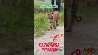 tiger kaziranganews kaziranganationalpark awesomephotographers awesomekaziranga highlights [upl. by Polk]