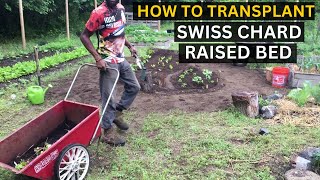 Swiss Chard Transplanting  How To Transplant Teenage Swiss Chard Plants From A Raised Bed [upl. by Kleiman]