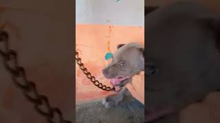 Sarkari Ban Hai 😂 pitbull trendingvideo viralvideo shots youtube [upl. by Nnylecyoj]