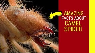 Camel spider facts Camel Spider running screaming and giving birth [upl. by Malina]