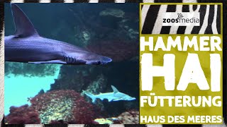 Haus des Meeres Fütterung der HAMMERHAIE  zoosmedia [upl. by Laney907]