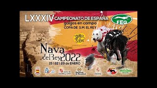 Segunda Parte Los mejores momentos de las Semifinales quot LXXXIV CTO DE ESPAÑA DE GALGOS EN CAMPOquot [upl. by Namdor731]