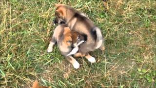 Shikoku Ken Puppies at 8 Weeks [upl. by Lorusso111]