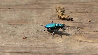 Sixspotted Tiger Beetle wanders around on boardwalk [upl. by Noelc]