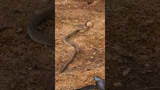 Black necked spitting cobra [upl. by Fahey180]