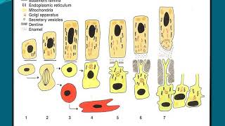 dentinogenesis 2019 2020 [upl. by Miquela]