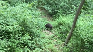 Sanglier à moins de 10m du treestand  Chasse à l’arc [upl. by Bible669]