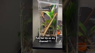 QUICK amp EASY Praying Mantis Set Up [upl. by Anale]