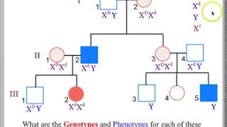 Mendellian Genetics More Interpreting Pedigrees [upl. by Airdnassac]