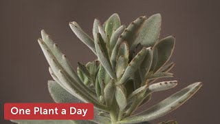 Kalanchoe tomentosa Panda plant Houseplant Care—117 of 365 [upl. by Reel]