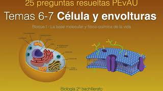 Preguntas resueltas PEvAU T67 quotCélula y envolturas celularesquot [upl. by Victor]