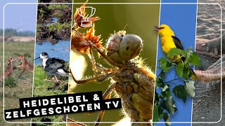 Heidelibel wandelende kleine kamster en zingende wielewaal  Zelf Geschoten  Vroege Vogels [upl. by Cralg18]