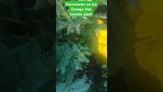 Hornworms 😱 gardening garden hornworm flowers flower shorts [upl. by Jourdain]