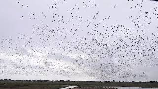 Pinkfooted Geese taking flight at Marshside RSPB Reserve 25921 [upl. by Ahsaenat300]