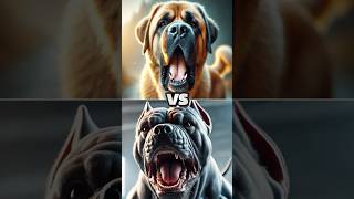 Pitbull VS Turkish Kangal  Who Would Win in a Fight Between These Two Dogs [upl. by Surtemed]