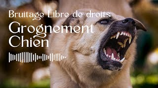 Grognement de Chien  Bruitage Libre de Droit [upl. by Ellehctim356]