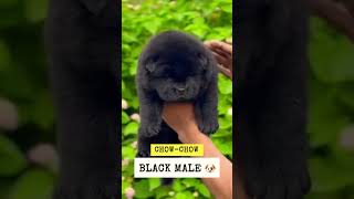 Chow chow puppy 🩷🩷 shorts viral trending youtube chowchow puppy [upl. by Astera]