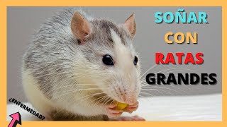 🐭😨 que significa soñar con SOÑAR CON RATAS GRANDES 🐀🐁 [upl. by Ardnot]