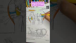 👉 Articulación de la Rodilla anatomy anatomiahumana sabiasque anatomia anatomiafacil tips [upl. by Halilahk]