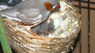 Zebra Finch Chicks  First two weeks [upl. by Bathsheba]