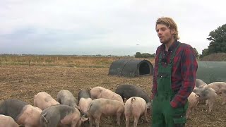 Schweine mit Mission Flughafen Amsterdam startet Pilotprojekt [upl. by Kurys]