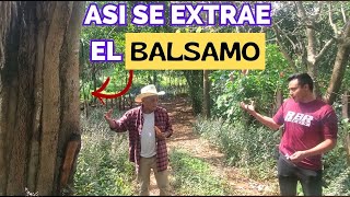 CAMINATA DONDE NACIO OSCAR  EL ABUELO NOS EXPLICA SOBRE EL BALSAMO [upl. by Adnoyek594]