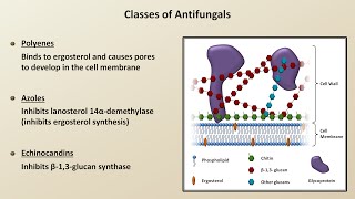 Antifungals Fungal Infections  Lesson 4 [upl. by Nosiddam]