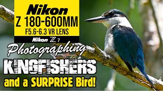 Nikon Z 180600mm Photographing Kingfishers amp A SURPRISE Bird [upl. by Greyson]