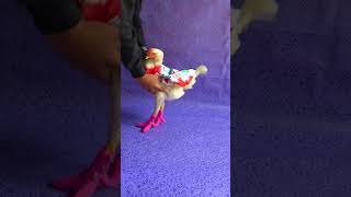 Gallo y Gallina se divierten bailando shorts gallos funnyanimals [upl. by Queena]