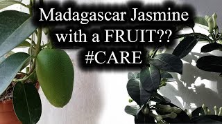 HOW TO CARE FOR MADAGASCAR JASMINE STEPHANOTIS FLORIBUNDA WITH A FRUIT [upl. by Thissa]