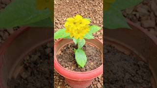 പൂക്കൾ തിങ്ങി നിറയാൻ ചാണകം മാത്രംkerala garden ideas youtubeshorts trendingshorts gardening [upl. by Anirod]