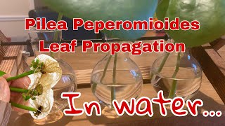 EASY LEAF PROPAGATION IN WATER  WITH Results Pilea Peperomioides [upl. by Aipotu]