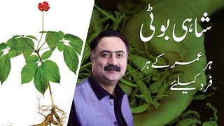 Shahi Booti For Everyone  Benefits of Ginseng  How to Use Ginseng [upl. by Quint]