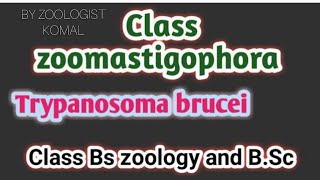 CLASS ZOOMASTIGOPHORA from phylum sarcomastigophora protozoa millerandharley bsczoology zoology [upl. by Aryan]