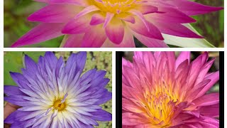 Water lily plants online sale plants online sale plants online shopping gardening garde plants [upl. by Dredi]