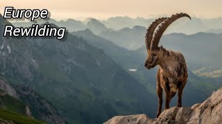 4 EUROPEAN REWILDING PROJECTS  Bringing The Wild Back Europe [upl. by Aguie816]