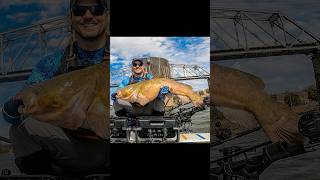 Hauling in that 41 inch flathead kayakfishing kayakcatfishing nucanoe catchthefever gopro [upl. by Fielding517]