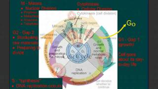 The Cell Cycle and Controls on Growth [upl. by Oilasor]