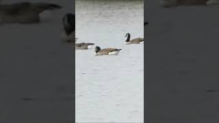 Thousands of Geese Rushden Lakes [upl. by Esej228]