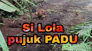 Ayam Hutan Pikat Betina 217 [upl. by Ajim685]