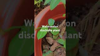 watermelon dischidiadischidia nature gardenvibes garden flowers gardenvibes flowers [upl. by Guyon]