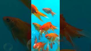 goldfish  aquarium videos [upl. by Eedrahs918]