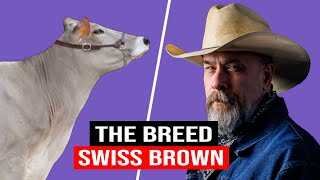 🔴 The Fascinating World of BROWN SWISS Cattle Beauty History and Utility ✅ [upl. by Yajnas]