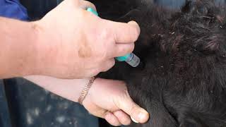 See how to use Cydectin Long Acting Injection for Cattle [upl. by Esbensen776]