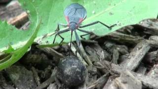 Golden rain tree bug Jadera [upl. by Trebornhoj]