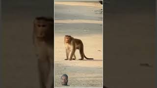 mankey with🤣🤣mankey parnks shortvideos viravideo [upl. by Caldera380]