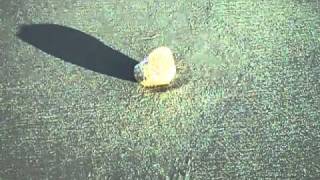 Pumice The Floating Rock Found at Jupiter Beach [upl. by Lednyc]