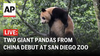 LIVE Giant pandas debut at San Diego Zoo [upl. by Leik]