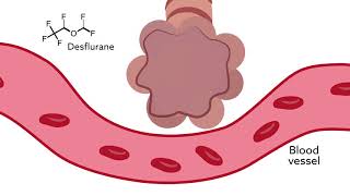 How volatile anesthetic solubility affects the influence of bronchoconstriction on uptake and distri [upl. by Nixie]